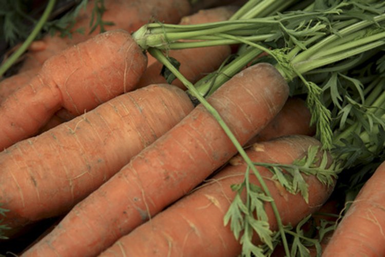 Zanahorias "thumbelina" cultivadas en macetas.