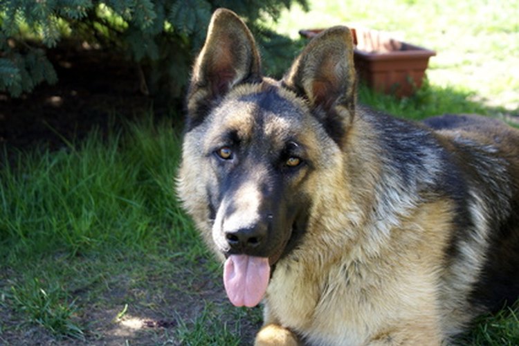 No alimentes a tu perro con huesos viejos o sobras de comida.