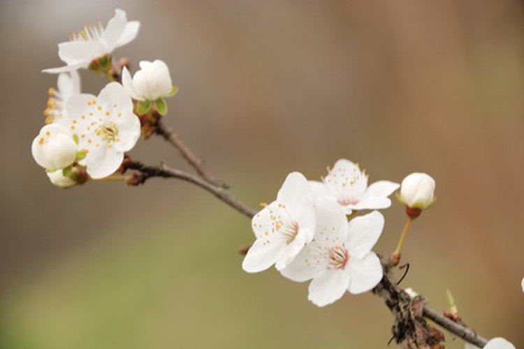 A veces más frutas crecen cuando hay menos flores, mientras que menos frutas se desarrollan cuando hay más azahares.