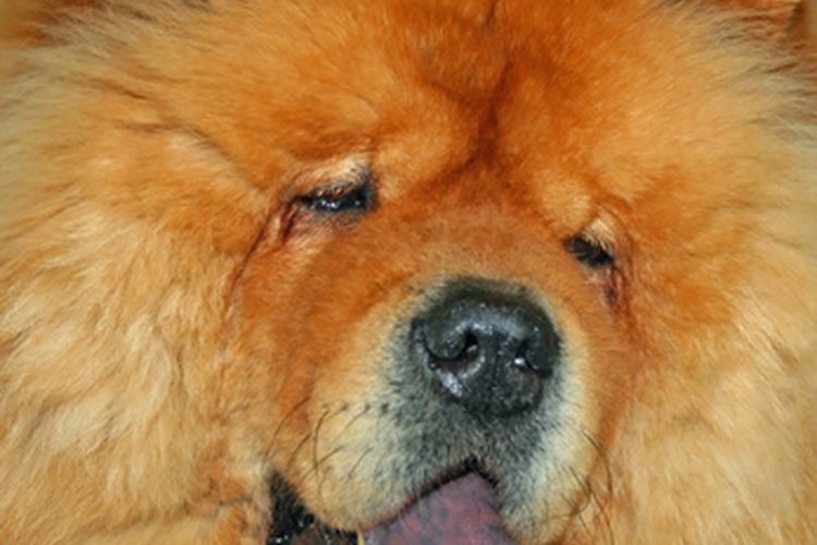 Algunas razas de perros, como el chow chow, tienen una lengua oscura.