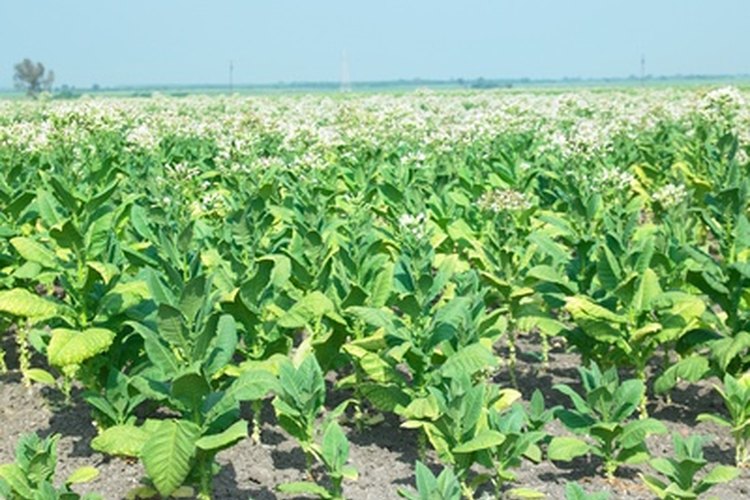 En las plantas, los virus detienen el crecimiento, causan decoloración, distorsión y formación anormal de frutas o flores.