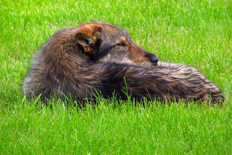 Un perro con una alergia, como el polen o las pulgas, pueden ser la causa de una decoloración de la piel debido a la masticación o rascarse.