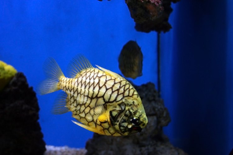 Los niveles de nitratos altos pueden matar a los peces.