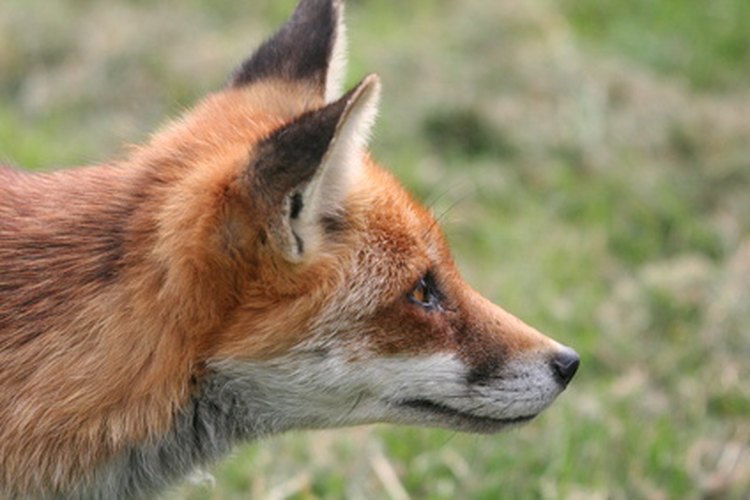 Aprende cómo criar a tu pequeño zorro para que sea tu mascota amiga.