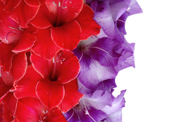 La gladiola es una flor hermosa que viene en un arcoiris de colores.