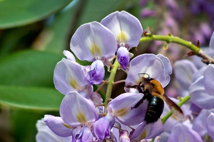 Las glicinas atraen a las abejas y otros polinizadores.