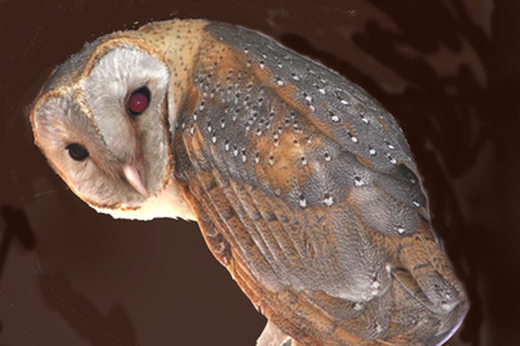 La lechuza común norteamericana es la más grande de su especie.