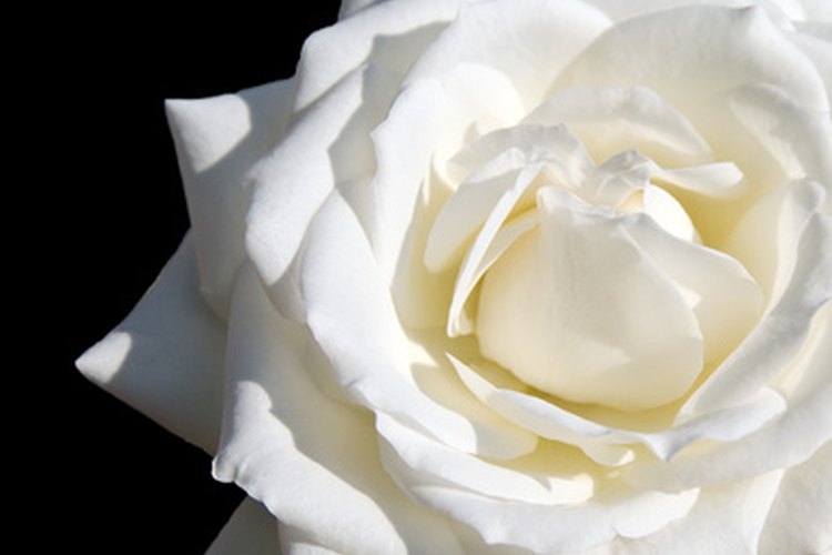 Las rosas blancas son un símbolo de pureza.
