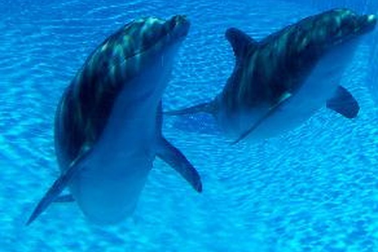 Los delfines pueden protegernos de los tiburones