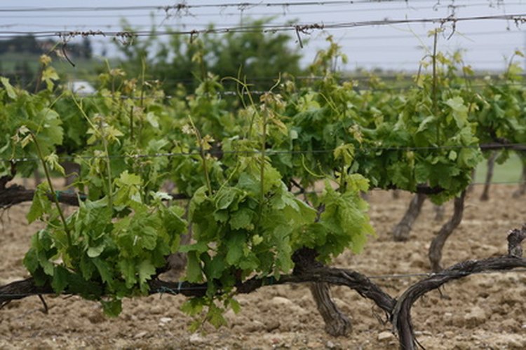 El Prosecco es un delicioso vino espumante procedente de Italia.