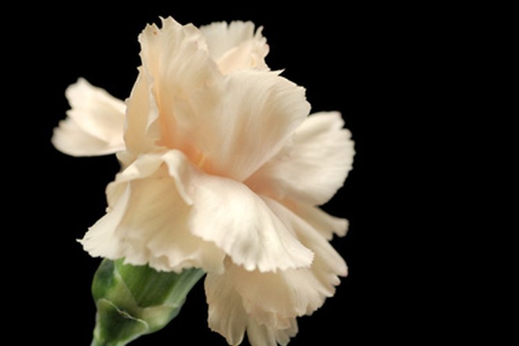 Un simple clavel blanco tiene significados positivos.