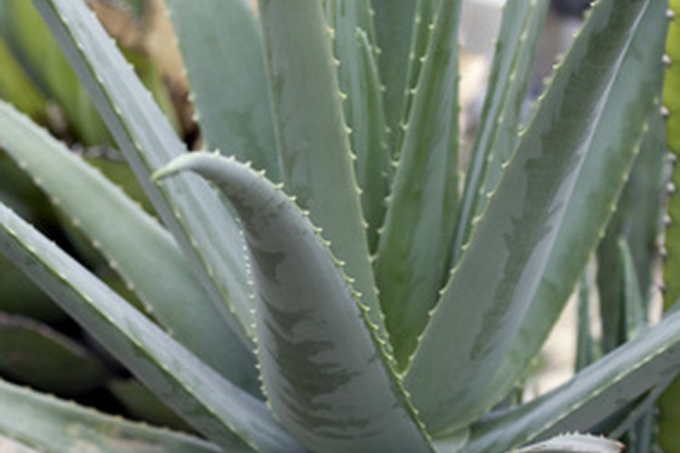 El aloe vera cura el interior y el exterior del organismo.