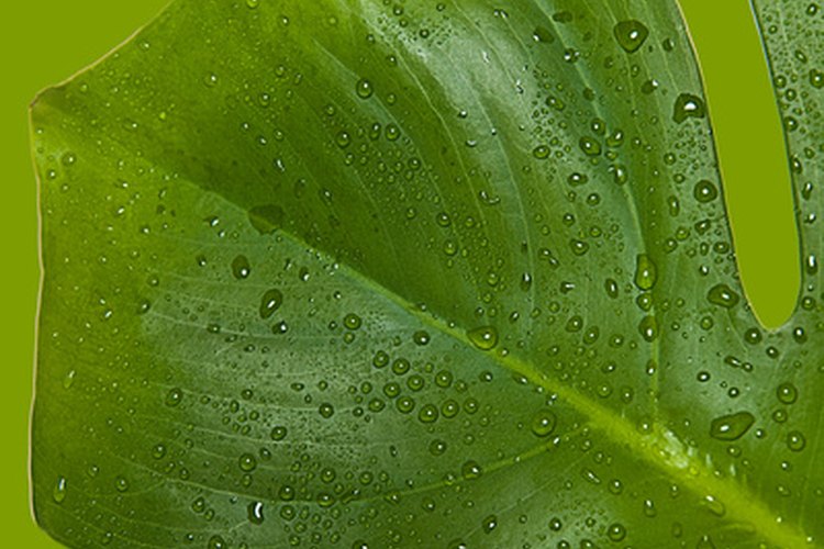 Las enzimas controlan la germinación, resistencia a enfermedades, crecimiento de la planta y la modificación celular.