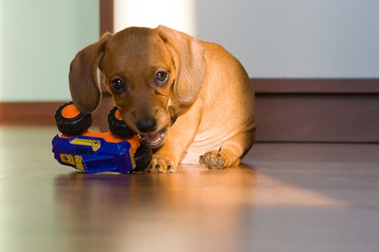 Los cachorros jóvenes recibirán suspensión Panacur en forma de líquido.