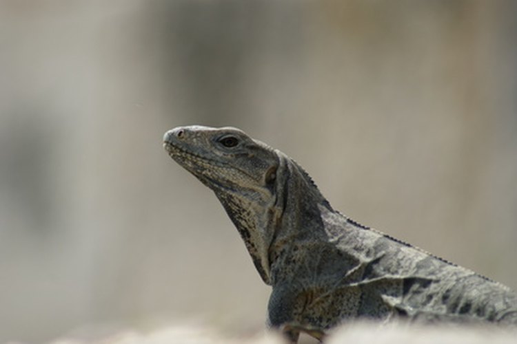 Reproducción de los reptiles.
