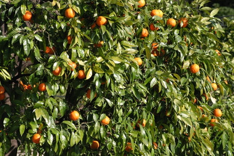 El riego es primordial para la producción de frutos.
