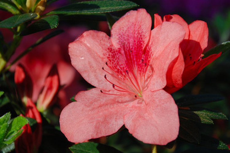 Azalea.