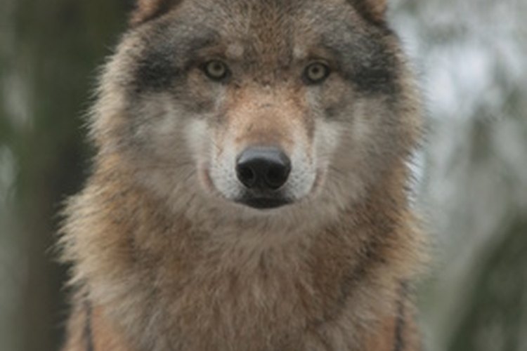 Cómo cuidar a un lobo cachorro