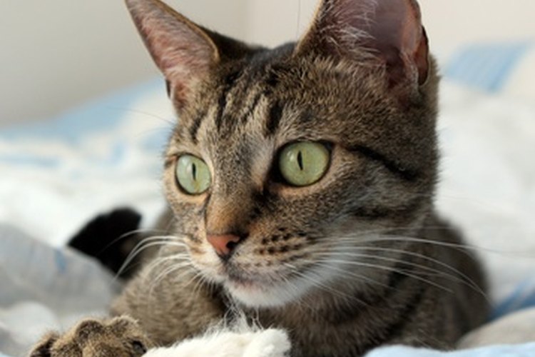 Quizá te sorprendas si tu gato tiene hipo.