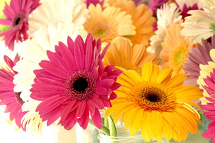 Las gerberas en frascos son una idea para centros de mesa económicos.