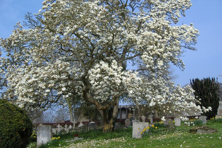 Un árbol de magnolia florecido