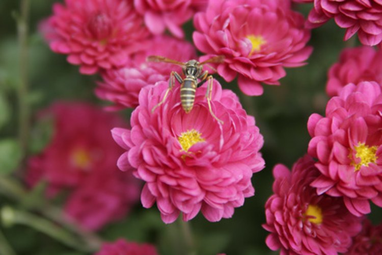 Las flores no producirán semillas sin la polinización.