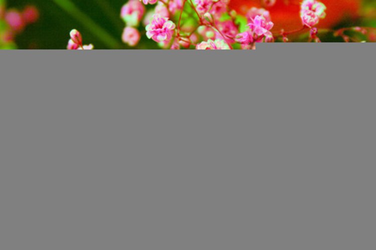 Las plantas respiran dióxido de carbono.
