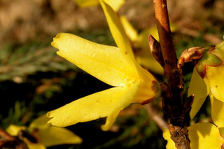 Todas la plantas florales son angiospermas.