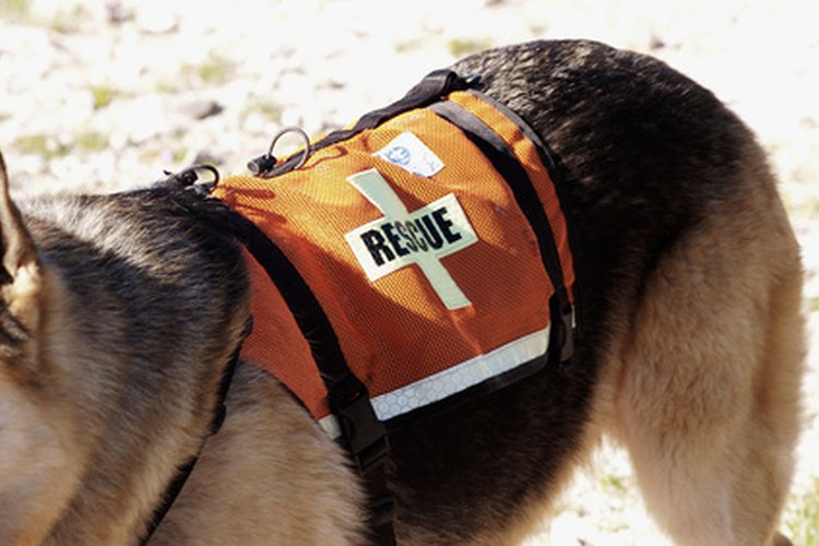 Los perros pueden ser enseñados a buscar personas, convirtiéndose en activos de seguridad.