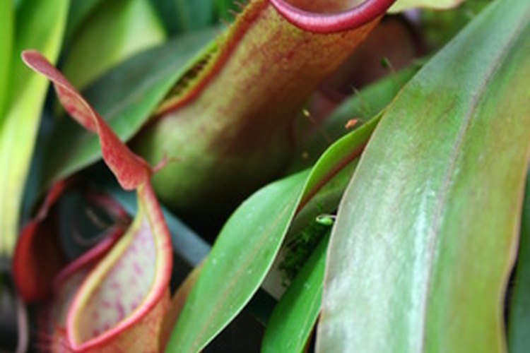 La planta en forma de jarra se ha adaptado para la captura no sólo de insectos, sino incluso de pequeñas ranas y sapos.