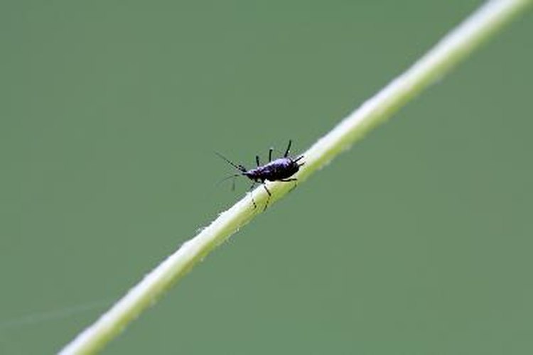 Estas hormigas albergan otras plagas como los áfidos