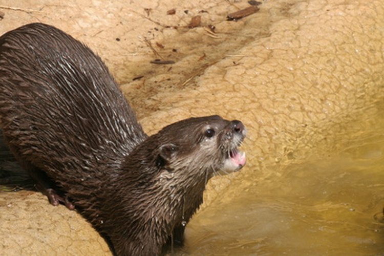 Nutria de río.