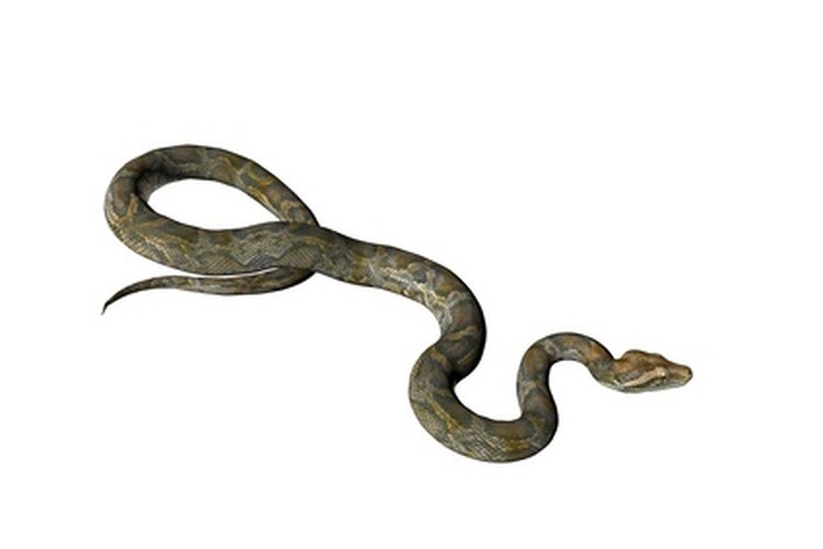 Levanta o controla una serpiente con herramientas caseras.