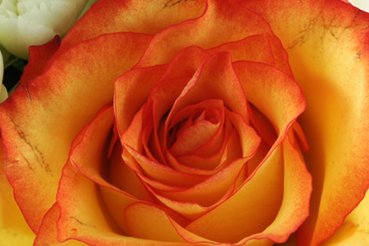 Los pétalos rojos se vuelven muy oscuros, elige colores más claros si quieres cuentas de colores claros.