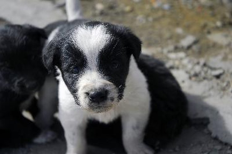 Las infecciones urinarias son dolorosas e incómodas para tu cachorro.