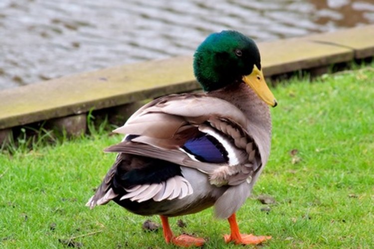 Los patos también vuelan.