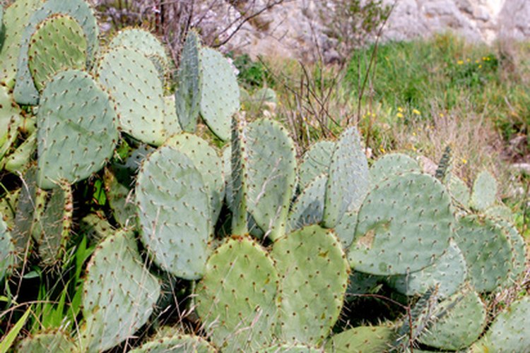 Las hojas y los frutos del nopal son comestibles.