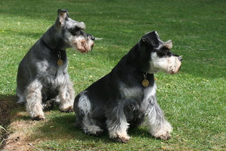 Hay tres razas de schnauzer reconocidas por el American Kennel Club.