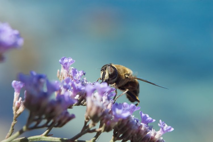 Las abejas juntan néctar y los humanos se benefician cuando polinizan y fertilizan a las plantas.