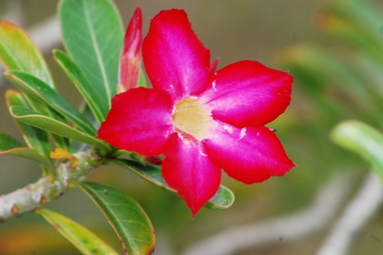 La rosa del desierto suele cultivarse como una planta de jardín.