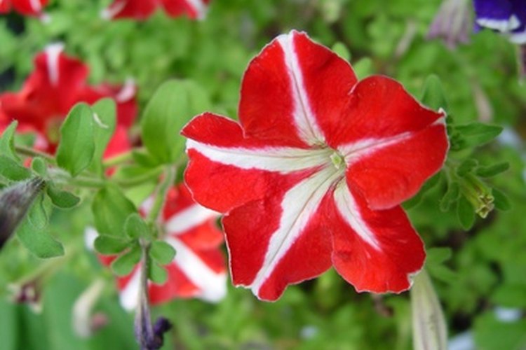 Las petunias están disponibles en muchas combinaciones de colores.