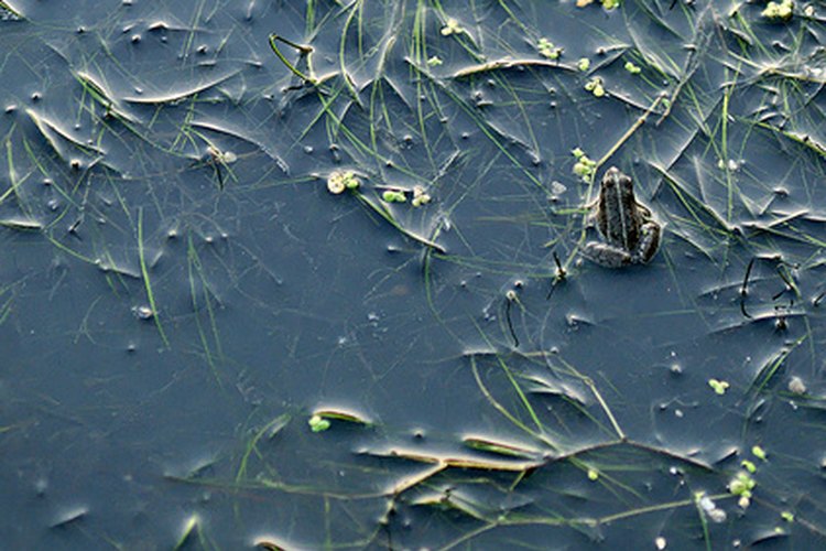 El declive de las especies de anfibios en las áreas agrícolas está ligado a la contaminación por nitrógeno.