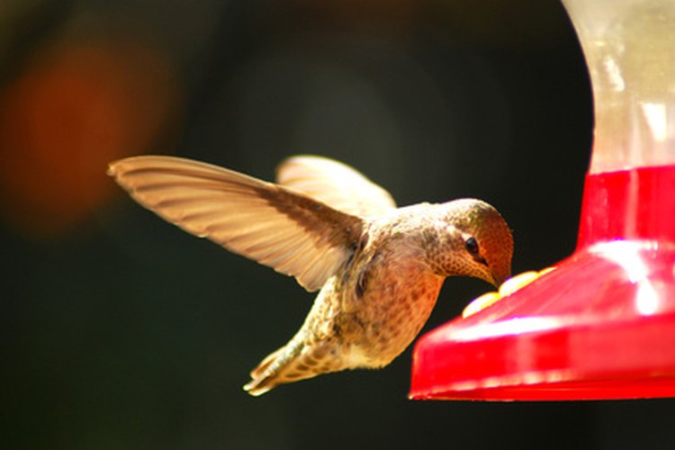 Colibrí.