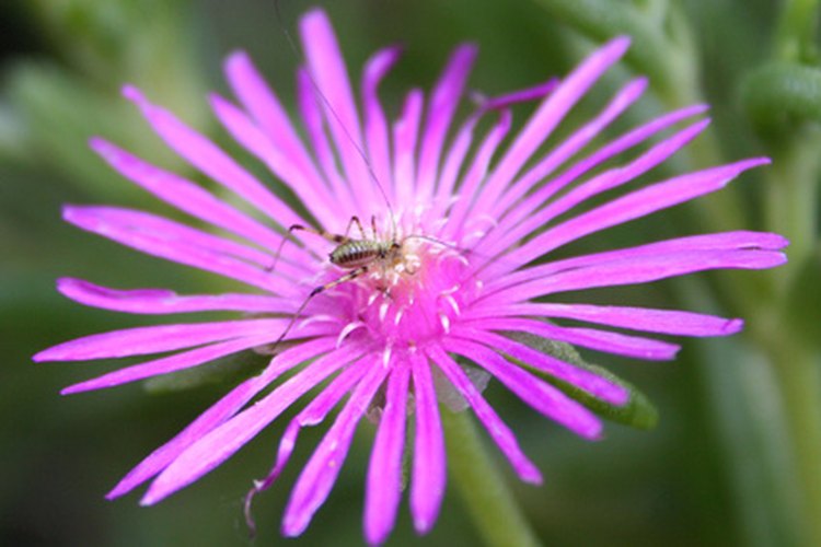 Los chupadores de hojas como los áfidos y saltamontes succionan el jugo de las plantas dejándolas amarillas y marchitas.