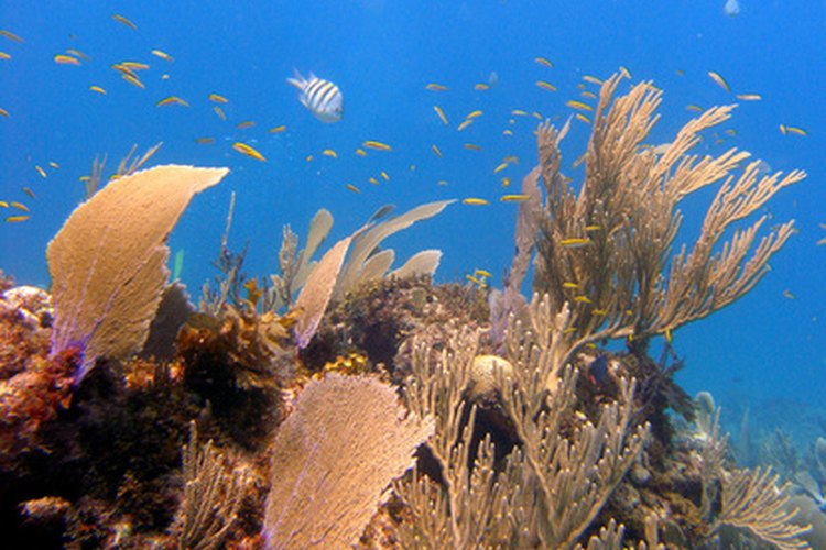 En el mar Caribe crecen diversos grupos de plantas.