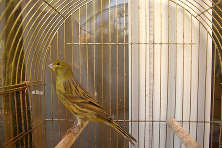 En la naturaleza, las aves tratan de ocultar la enfermedad y harán lo mismo en tu casa.