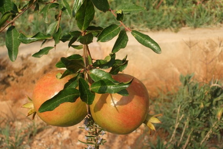 El tipo y la calidad de la tierra son factores importantes para el cultivo de las plantas.