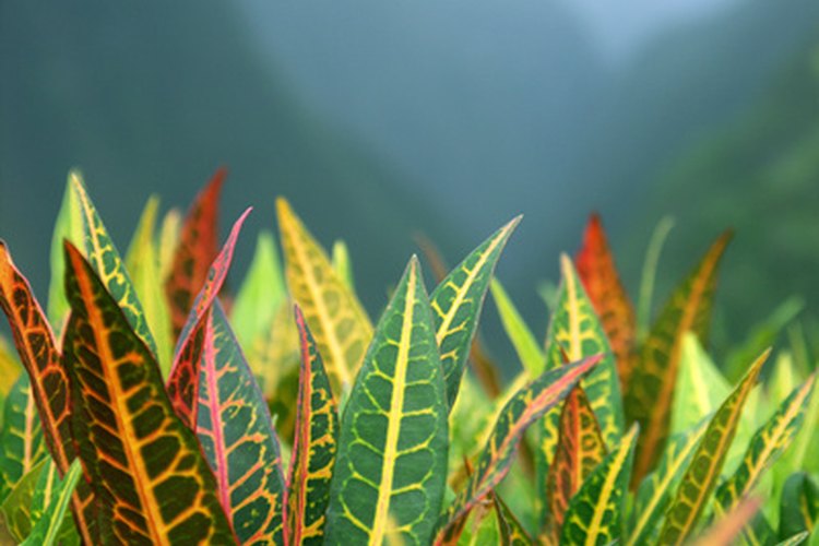 Los colores del follaje de la Croton Petra varían dependiendo de la edad y la madurez.