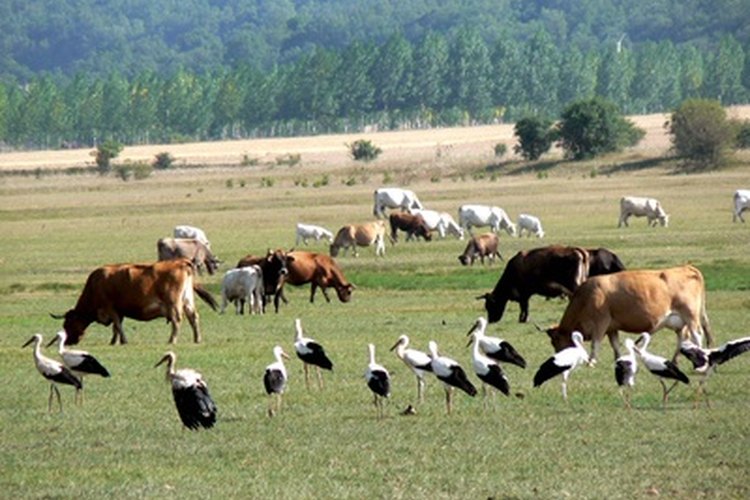 ¿Cómo se comunican los animales?
