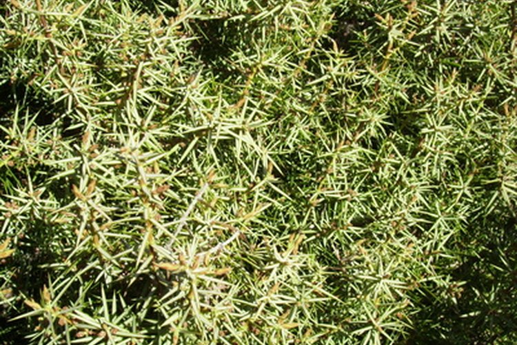 Juniperus conferta.